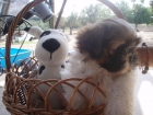 CAMADA D SHIH-TZU TRICOLORES, EL PERRITO DEL TIBET - mejor precio | unprecio.es