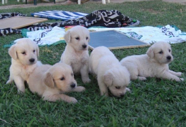 EXCELENTES CACHORROS DE GOLDEN RETRIEVER CON PEDIGREE MAGNIFICO PRECIOS MAGNIFICOS