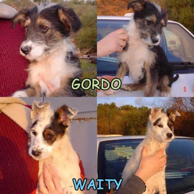 Gordo y Waity, cachorros de dos meses que buscan casa