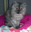 persa gatito - mejor precio | unprecio.es