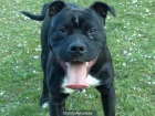 pitbull macho busca novia  en zaragoza - mejor precio | unprecio.es