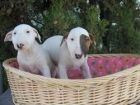 Preciosos Bull Terrier 490 euros - mejor precio | unprecio.es