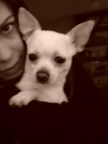 Se ofrece chihuahua macho para montas