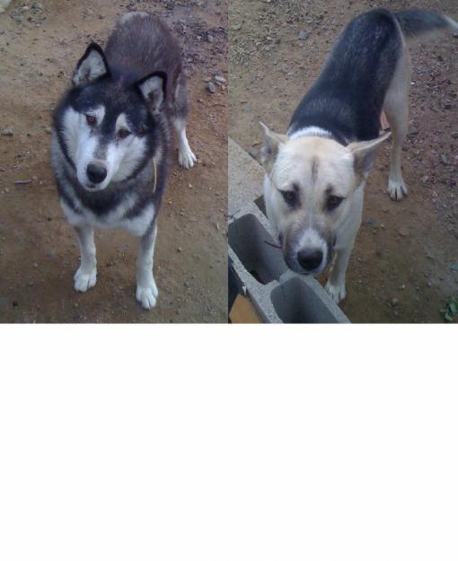 Se Regalan Cachorros