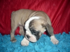BULL DOG INGLES estupendos - mejor precio | unprecio.es