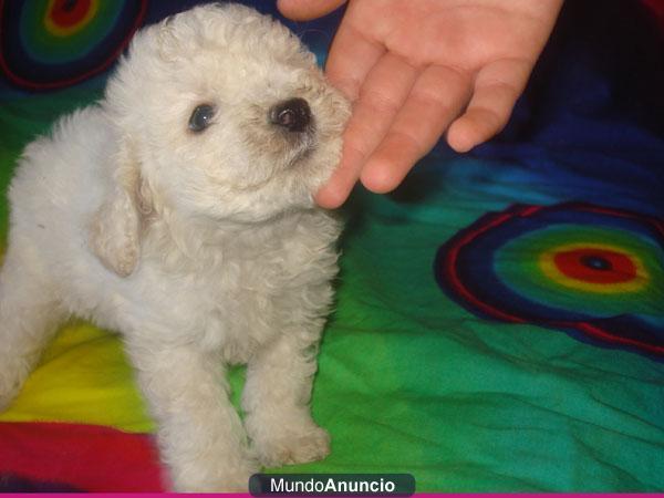 Caniches guapisimos!!!