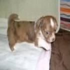 Chihuahuas mini,macho y hembra,desde 100Eur. - mejor precio | unprecio.es