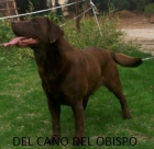 labradores chocolates - mejor precio | unprecio.es