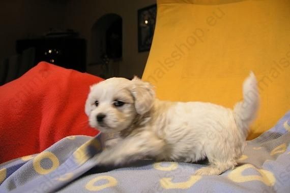 Oferta especial camada de Bichón maltes