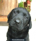 regalo labrador de 10 meses - mejor precio | unprecio.es