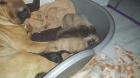 Se vende cachorritos de Shar pei - mejor precio | unprecio.es