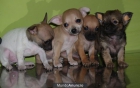 Tiernos y diminutos cachorros de Chihuahua. - Barcelona - mejor precio | unprecio.es