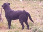 último cachorro de labrador pedigree de 6 semanas. - mejor precio | unprecio.es