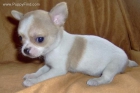 VENDO CUATRO HERMOSOS CACHORRITOS HIJOS DE MI PERRITA CHIHUAHUEÑAFEDERICA ¨KIKA¨ Y UN PERRITO DE MI VECINO TAMBIEN CHIHU - mejor precio | unprecio.es
