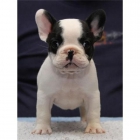 Bulldog frances adulto precio a convenir - mejor precio | unprecio.es