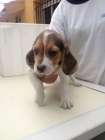 Cachorros Beagle , cachorros nacionales !! - mejor precio | unprecio.es