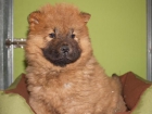 Cachorros de Chow-chow ¡no te quedes sin él! - mejor precio | unprecio.es