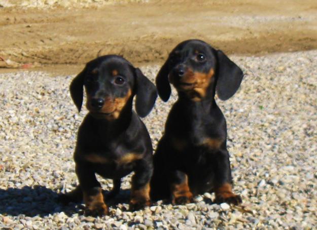 cachorros de teckel 350€