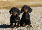 cachorros de teckel 350€ - mejor precio | unprecio.es