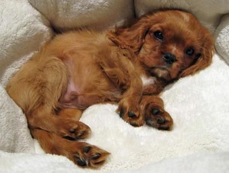 Cavalier King Charles Spaniel