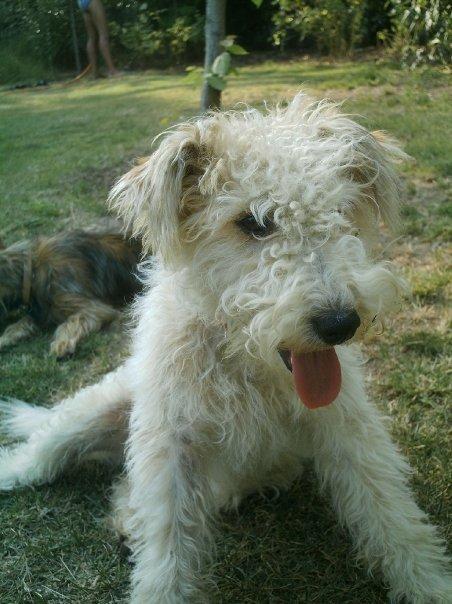 Cerco Famella Fox Terrier