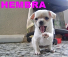 Chihuahuas pura raza! - mejor precio | unprecio.es