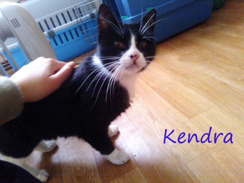 Gata.Kendra, abandonada en colonia busca hogar. Madrid