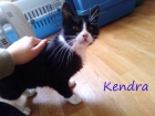 Gata.Kendra, abandonada en colonia busca hogar. Madrid - mejor precio | unprecio.es