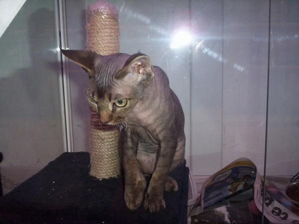 GATOS DE RAZA  ABISINIOS  AZUL RUSO  BOSQUE DE NORUEGA  BURMES  BURMILLA  BRITISCH SHORTAIR  EXÓTICO  MAINE COON