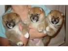 Hermoso Cachorros Shiba Inu cachorros Available - mejor precio | unprecio.es