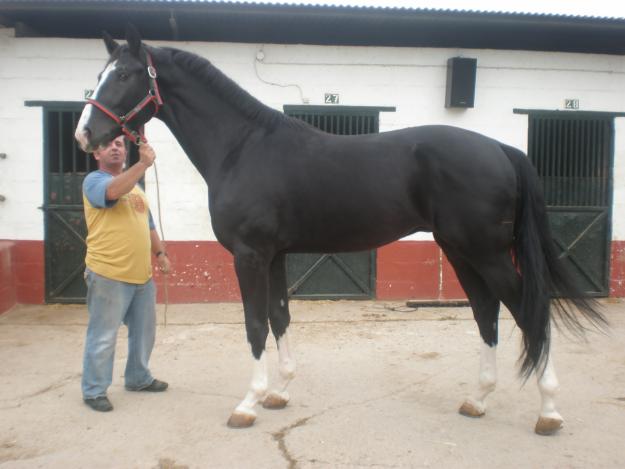 KWPN  VENTA SEMEN . CABALLO NEGRO CUATRALBO , CABALLO DE DEPORTE. NIETO DE ARGENTINUS