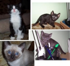 Se regalan 4 gatitas - mejor precio | unprecio.es