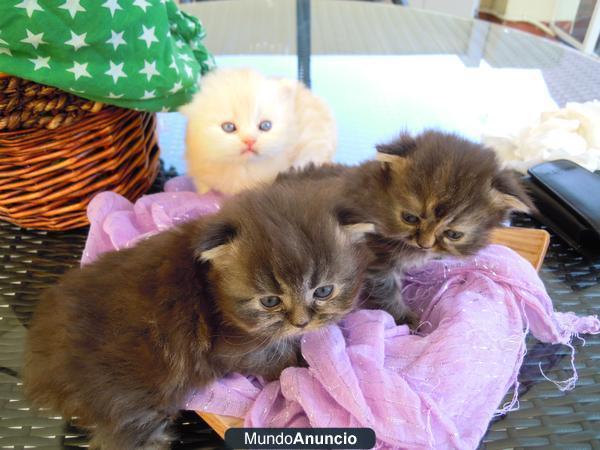 Venta de gatitos persa pedigree