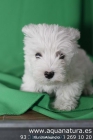 **WESTHIGHLAND WHITE TERRIER - CACHORROS - GARANTÍA AQUANATURA - TIENDA EN BARCELONA – VENTA – CRIADERO Rústico, vivaz - mejor precio | unprecio.es