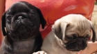 Carlino ¡ garantia veterinaria de cinco años ! - mejor precio | unprecio.es