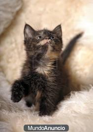 gatitos el regalo perfecto 6 9 7 2 3 9 3 4 1