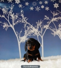 Para tu Hogar teckel con 2 meses preciosos cachorros disponibles - mejor precio | unprecio.es