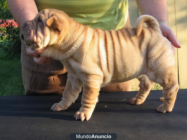 regalo Chinos cachorros Shar-Peis