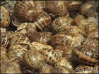 Se busca Mayorista/Distribuidor para caracoles Aspersa Maxima - mejor precio | unprecio.es