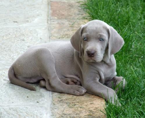 Se vende cachorro de WEIMARANER con 2 meses aproximadamente.