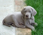 Se vende cachorro de WEIMARANER con 2 meses aproximadamente. - mejor precio | unprecio.es