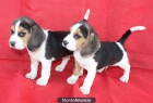 Se vende camada de Beagle ¡ garantias ! - mejor precio | unprecio.es
