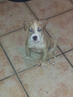 se vende collar 150e y se rregala perro cachorros de american stanfford shire terrier - mejor precio | unprecio.es