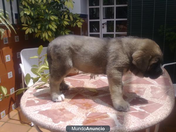 CACHORRO MASTÍN ESPAÑOL
