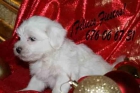 Bichon maltés, tu mayor regalo en Navidad - mejor precio | unprecio.es