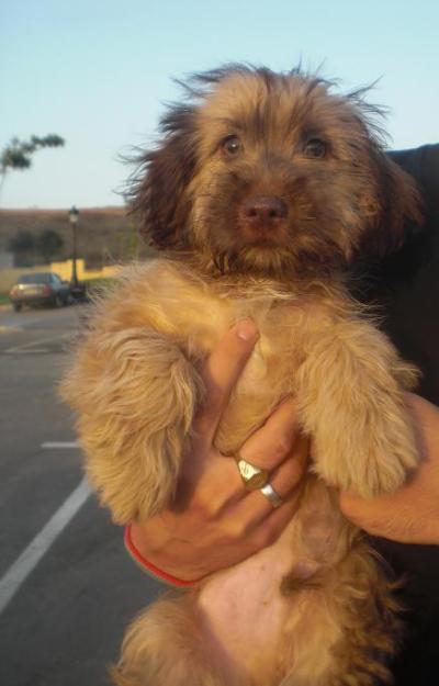 Cachorro peludito mediano en un futuro