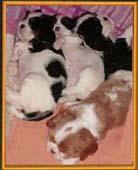 Cavalier king charles Cachorros