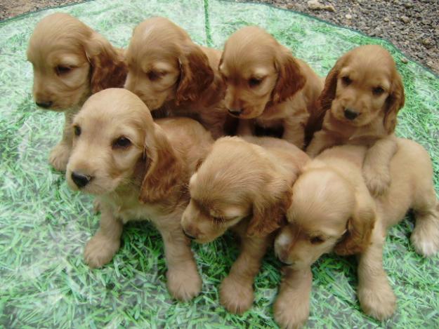 Cocker Spaniel de Pura Raza