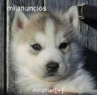 PRECIOSO HUSKY SIBERIANO. 300€. - mejor precio | unprecio.es