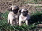 Preciosos cachorros de Carlino 350€ - mejor precio | unprecio.es